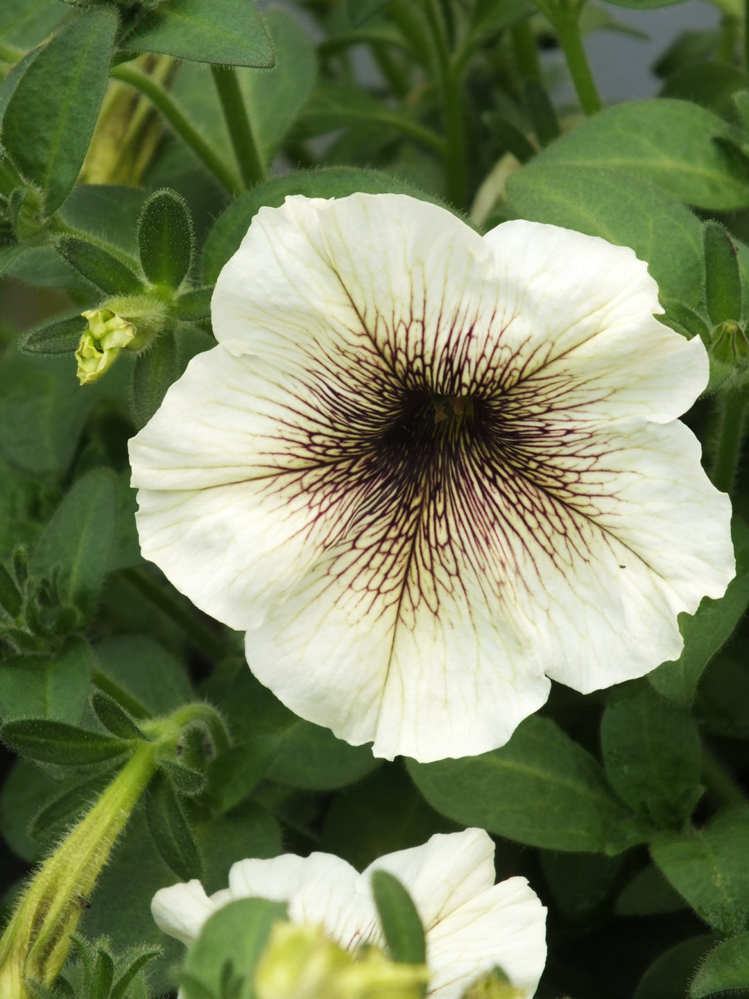 Cream Petunia Flower Seeds for Planting – Heirloom, Non-GMO, Hardy High Germination Blooms