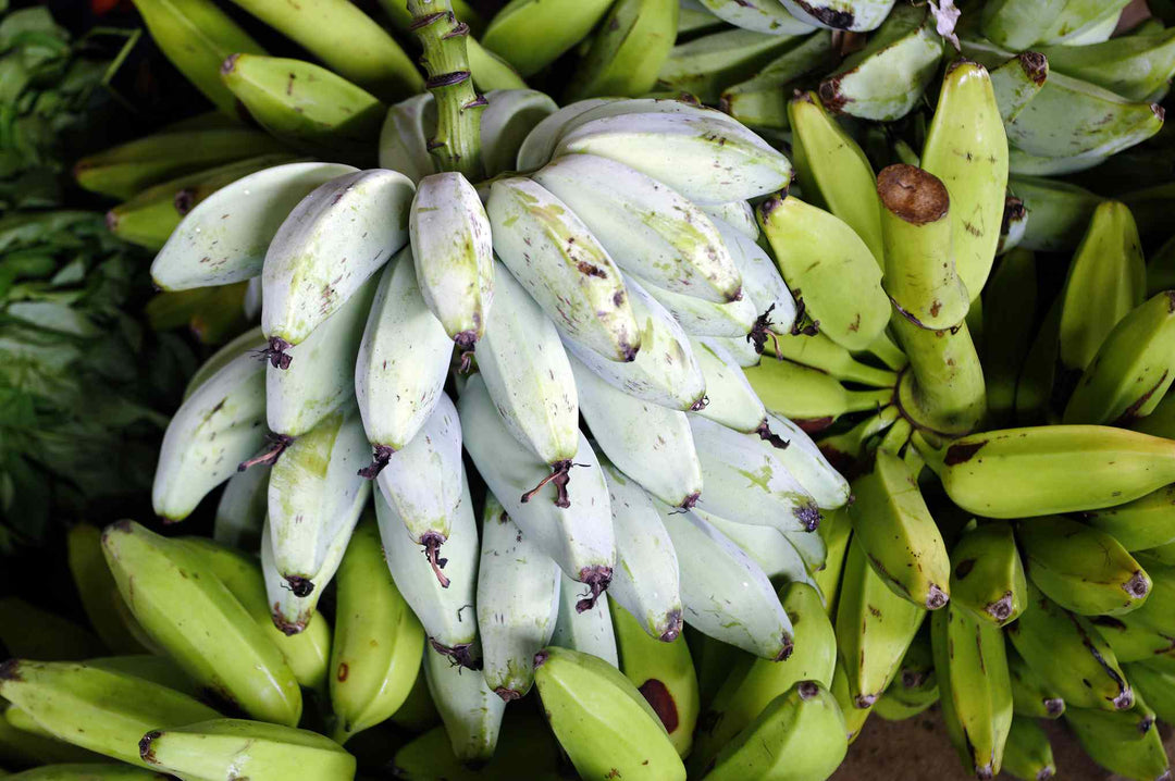 White Banana Fruit Seeds – Heirloom, Non-GMO Seeds for Sweet Tropical Garden Planting