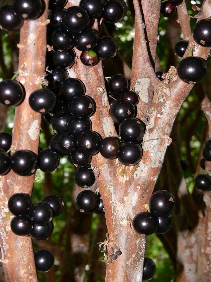 Jabuticaba Fruit Seeds – Heirloom, Non-GMO Seeds for Rare Exotic Fruit Garden Planting