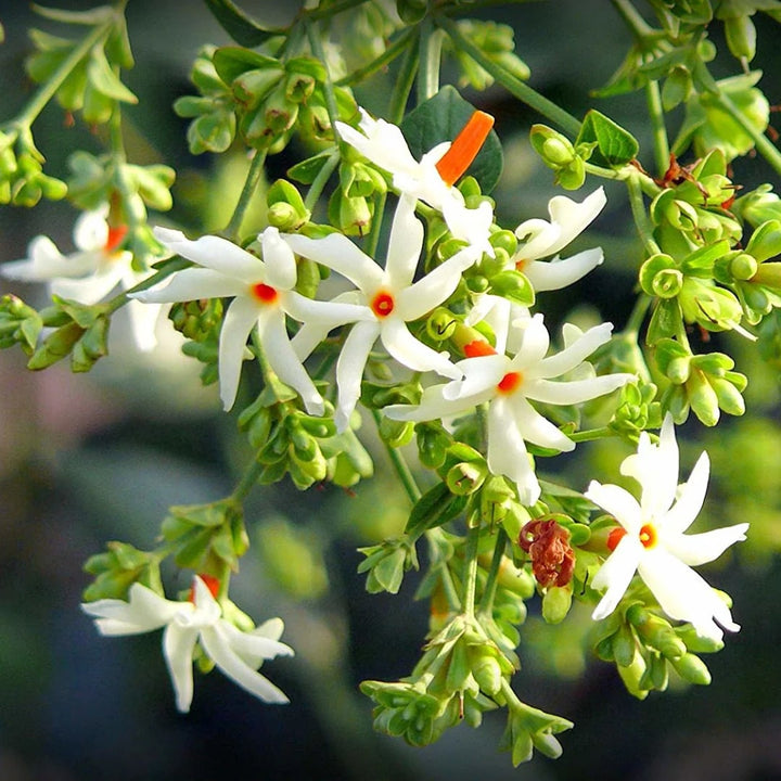Coral Jasmine Flower Seeds for Planting – Heirloom, Non-GMO, High Germination Organic Garden Seeds