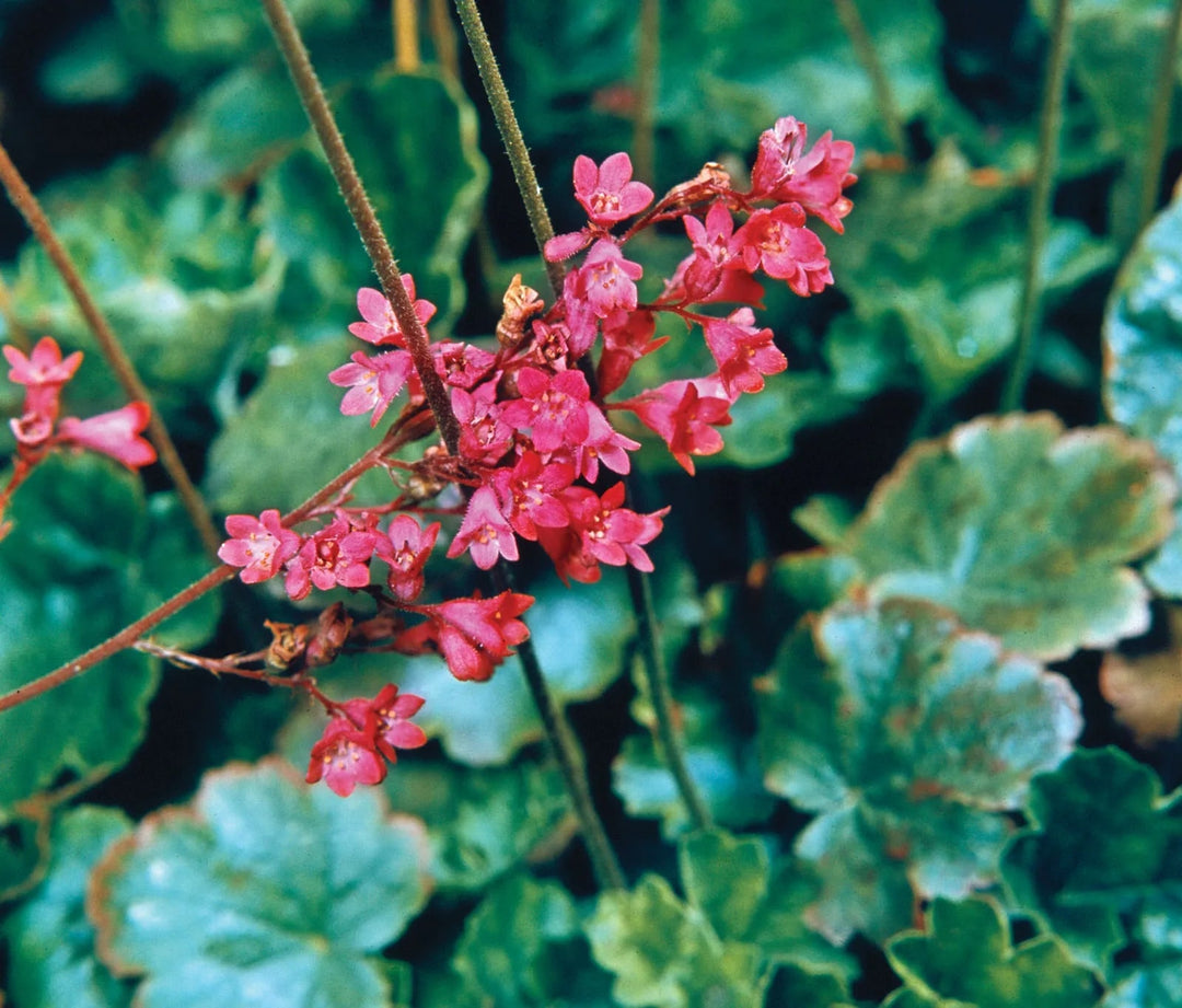 Coral Bells Heuchera Flower Seeds for Planting - Wildflower Mix, Heirloom, Non-GMO Garden Seeds
