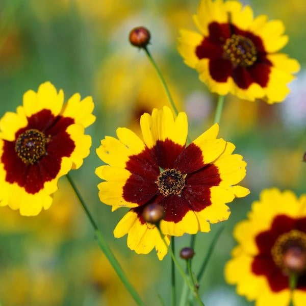 Coreopsis Flower Seeds for Planting – Wildflower Mix Heirloom Non-GMO Seeds for Home Garden