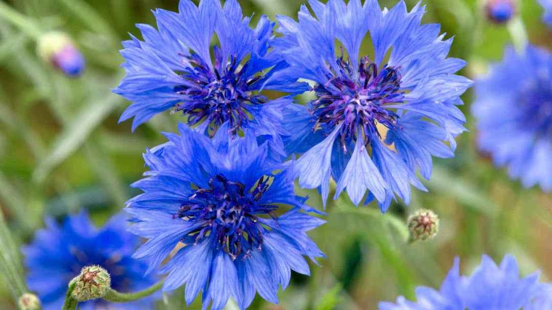 Cornflower Seeds for Planting – Heirloom, Non-GMO, Shade Tolerant Organic Garden Seeds with High Germination
