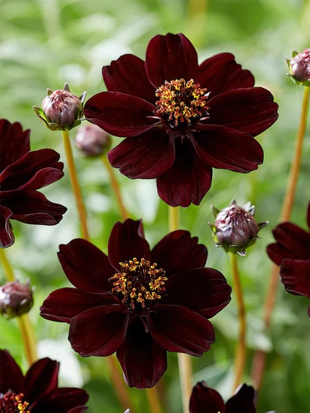 Chocolate Succulent Flower Seeds for Planting – Heirloom, Non-GMO, High Germination Border Variety