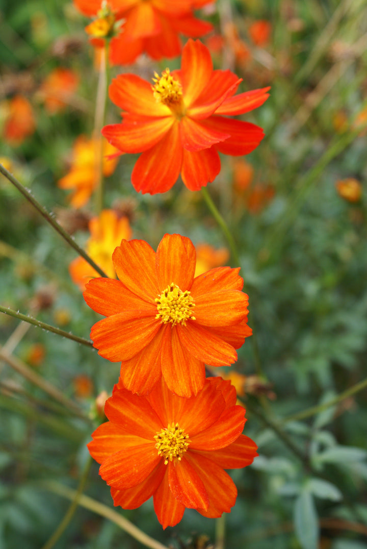 Cosmos Red Flower Seeds for Planting – Heirloom Non-GMO, High Germination Organic Garden Seeds