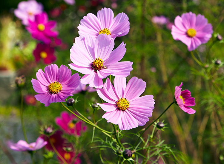 Cosmos Flower Seeds for Planting – Wildflower Mix, Heirloom & Non-GMO Organic Garden Seeds