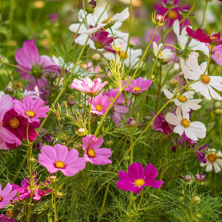 Cosmos Flower Seeds for Planting – Shade Tolerant, Heirloom, Non-GMO, High Germination Organic Garden Seeds