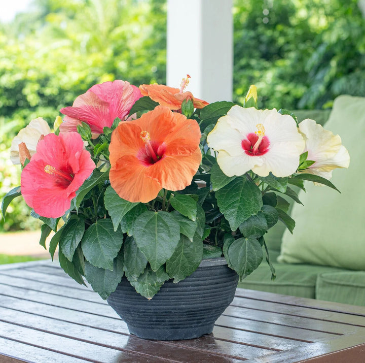 Hibiscus Mixed Flower Seeds for Planting – Heirloom Non-GMO, High Germination Organic Garden Seeds