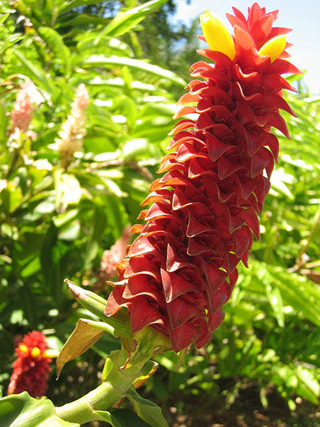 Costus Flower Seeds for Planting – Heirloom, Non-GMO, Organic Garden Seeds
