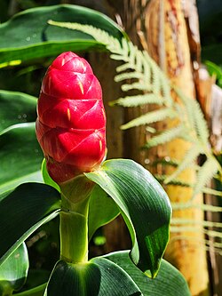 Red Button Ginger  for Planting - Cut Flower Favorite, Heirloom & GMO Free Seeds for Home Garden