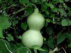 Green Calabash Long-Handle Bottlegourd flower seeds for planting - Heirloom & Non-GMO Garden Seeds