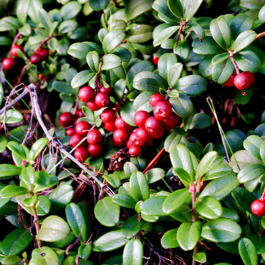 Red Vaccinium Macrocarpon fruit seeds for planting - Heirloom & Non-GMO garden seeds, tangy cranberry vines