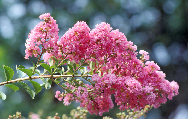 Pink Crape Myrtle Flower Seeds for Planting – Heirloom Non-GMO, High Germination Organic Garden Seeds