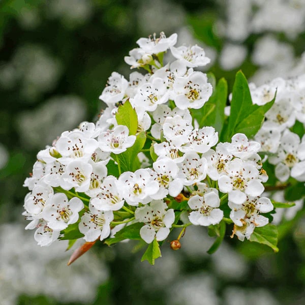 White Hawthorn Crataegus Monogyna Flower Seeds for Planting – Heirloom, Non-GMO, High Germination Organic Garden Seeds