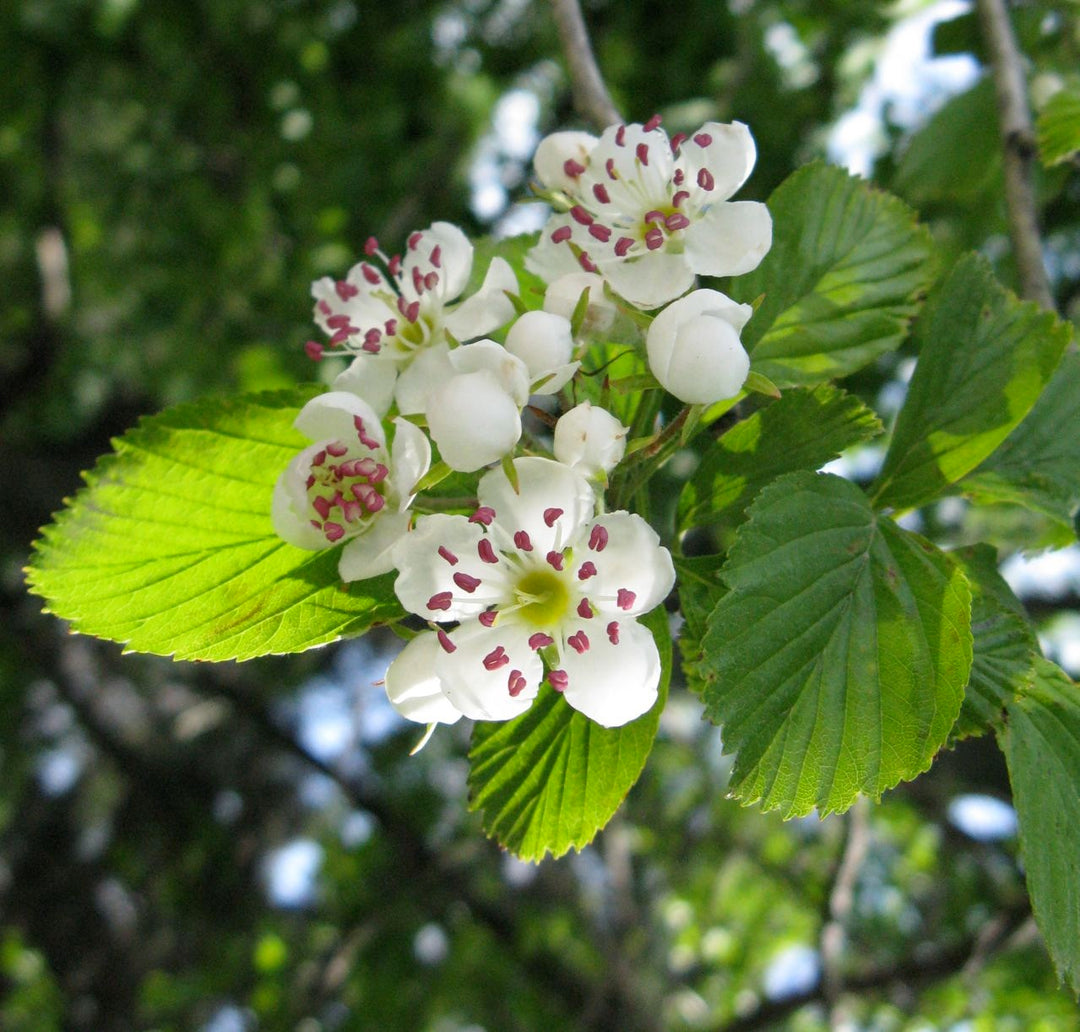White Crataegus Flower Seeds for Planting – Heirloom Non-GMO, High Germination Organic Garden Seeds