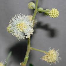 Cream Albizia Flower Seeds for Planting - Hardy, Heirloom, Non-GMO, High Germination Organic Garden Seeds