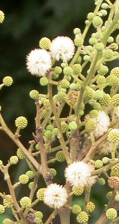 Cream Albizia Flower Seeds for Planting - Hardy, Heirloom, Non-GMO, High Germination Organic Garden Seeds