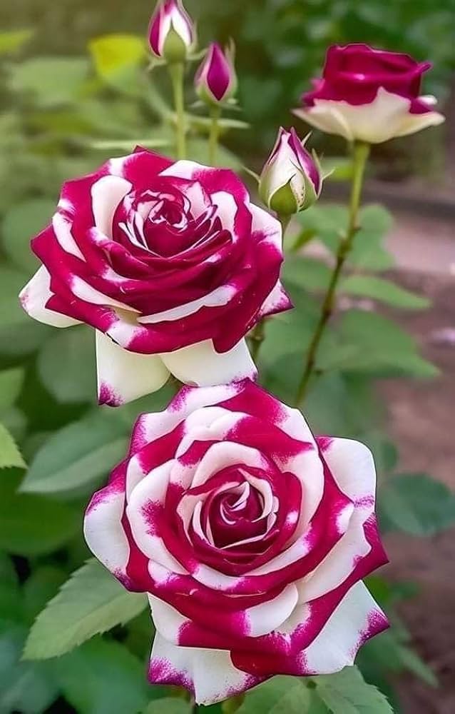 Cream Maroon Rose Flower Seeds for Planting - Heirloom, Non-GMO, High Germination Organic Garden Seeds for Vibrant Home Displays