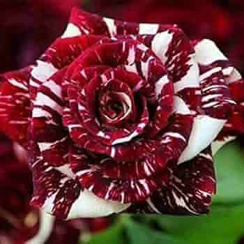 Cream Maroon Rose Flower Seeds for Planting - Heirloom, Non-GMO, High Germination Organic Garden Seeds for Vibrant Home Displays