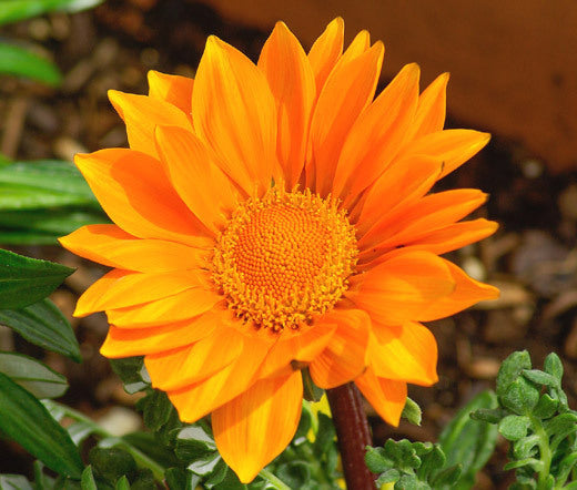 Cream Orange Gazania Flower Seeds for Planting – Heirloom, Non-GMO, High Germination Organic Garden Seeds with Long Bloom Season