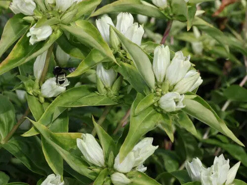 Cream Gentiana Flower Seeds for Planting – Heirloom Non-GMO, High Germination Organic Garden Seeds