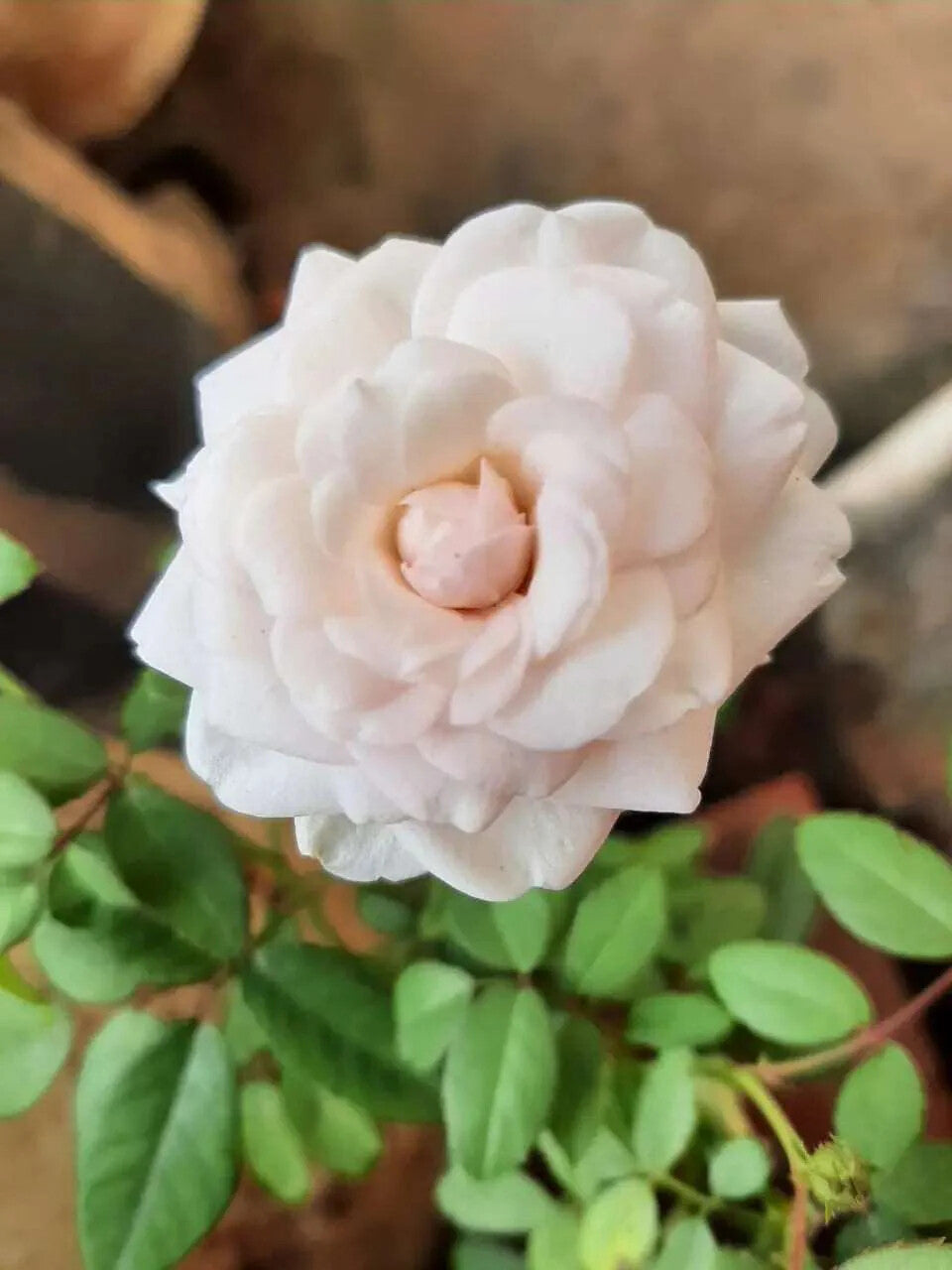 Cream Dragon Rose Flower Seeds for Planting – Heirloom Non-GMO, High Germination Organic Garden Seeds