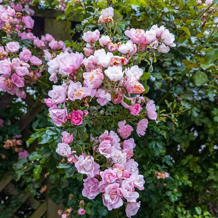 Light Pink Climbing Rose Flower Seeds for Planting – Heirloom Non-GMO, High Germination Organic Garden Seeds