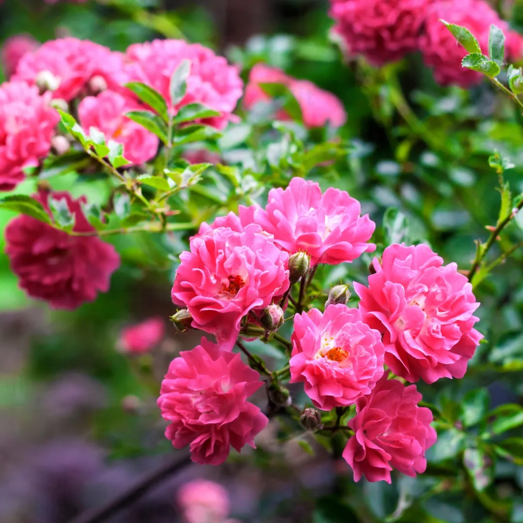 Pink Red Climbing Rose Flower Seeds for Planting – Heirloom, Non-GMO, –  Earthechoseeds