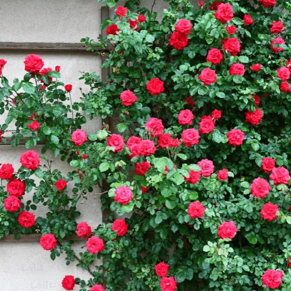 Rose Red Climbing Rose Flower Seeds for Planting – Heirloom, Non-GMO, High Germination Organic Garden Seeds