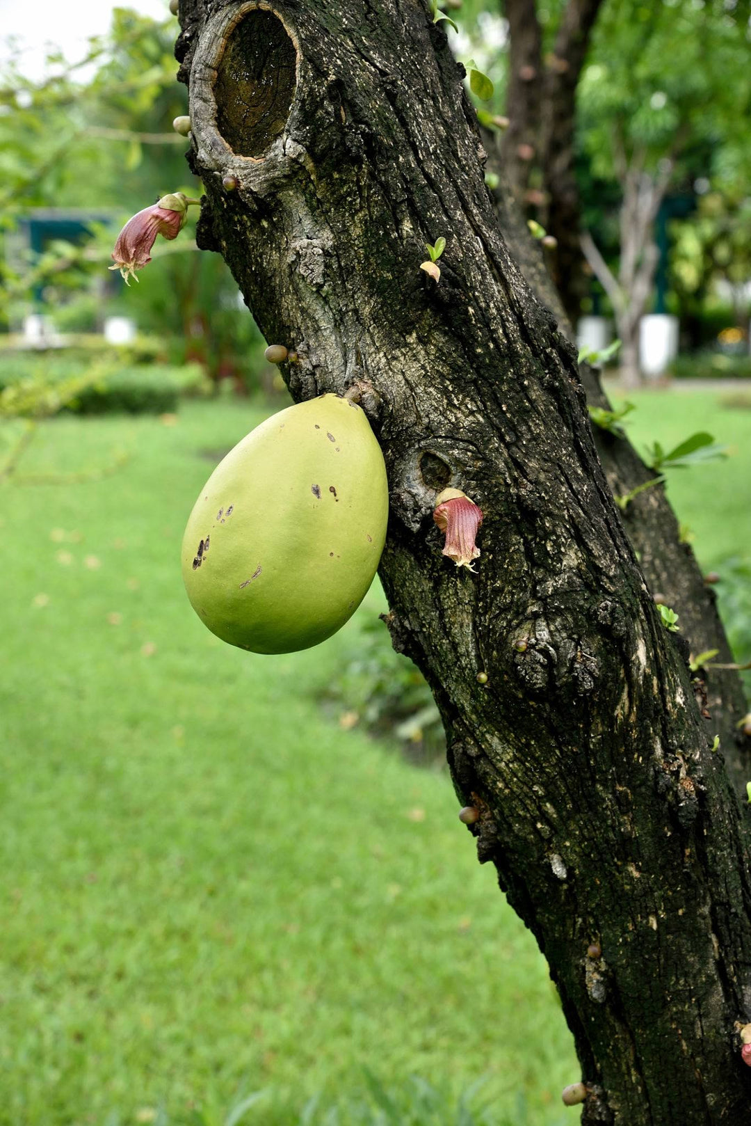 Crescentia Alata fruit seeds for planting – Heirloom & Non-GMO Garden seeds