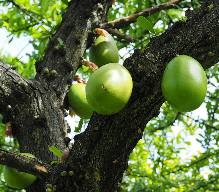 Crescentia Alata fruit seeds for planting – Heirloom & Non-GMO Garden seeds