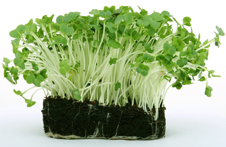 Green Cress Herb Seeds – Heirloom, Non-GMO Seeds for Planting Flavorful Culinary Herbs