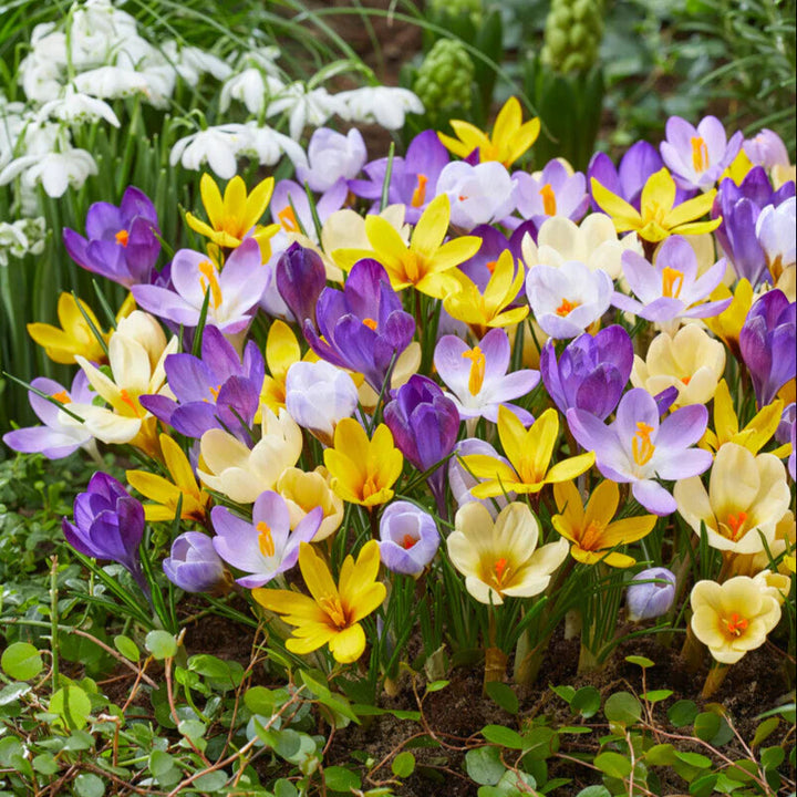 Mixed Colors Crocus Flower Seeds for Planting – Heirloom Non-GMO, High Germination Organic Garden Seeds