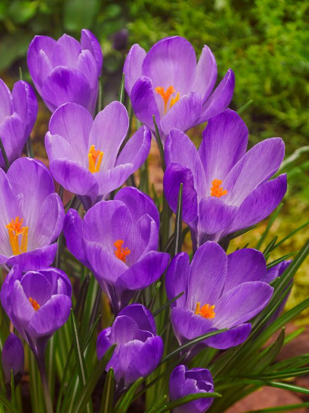 Blue Ocean Crocus Flower Seeds for Planting – Heirloom Non-GMO, High Germination Organic Garden Seeds