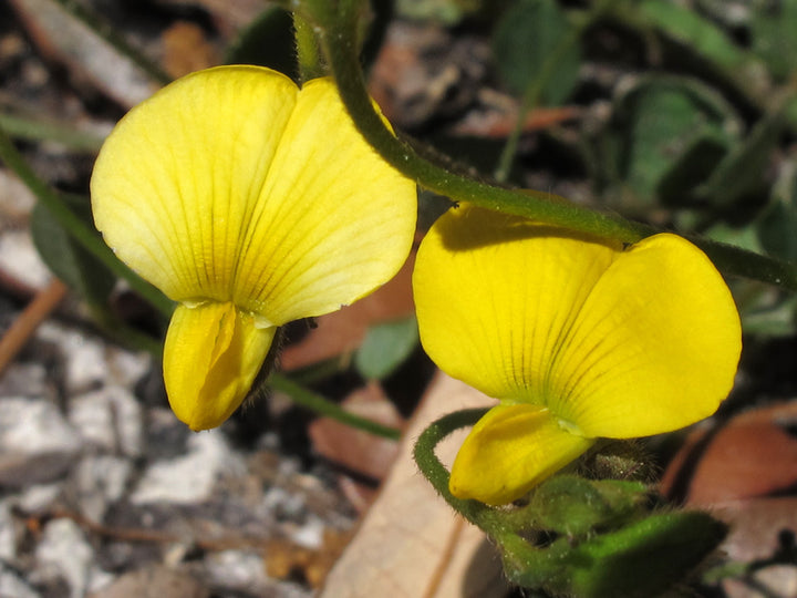 Yellow Rotundifolia Flower Seeds for Planting | Heirloom, Non-GMO, High Germination Organic Garden Seeds for Ground Cover Blooms