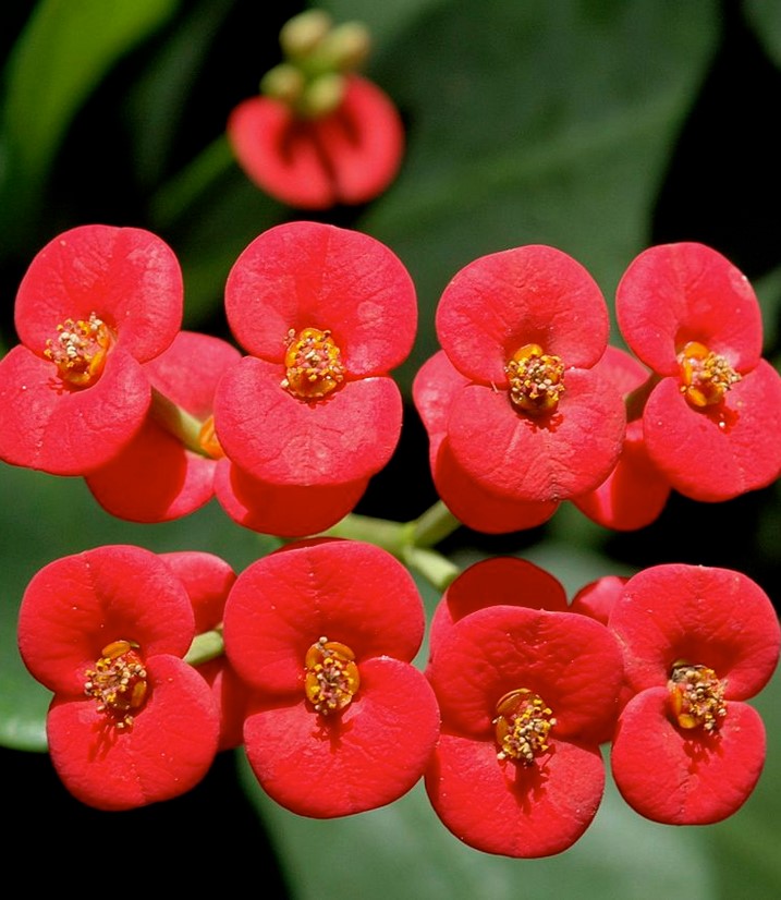 Crown of Thorn Flower Seeds for Planting – Premium Heirloom, Non-GMO, High Germination Garden Seeds