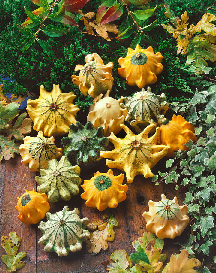 Thorns Gourd flower seeds for planting - Heirloom & Non-GMO Garden Seeds