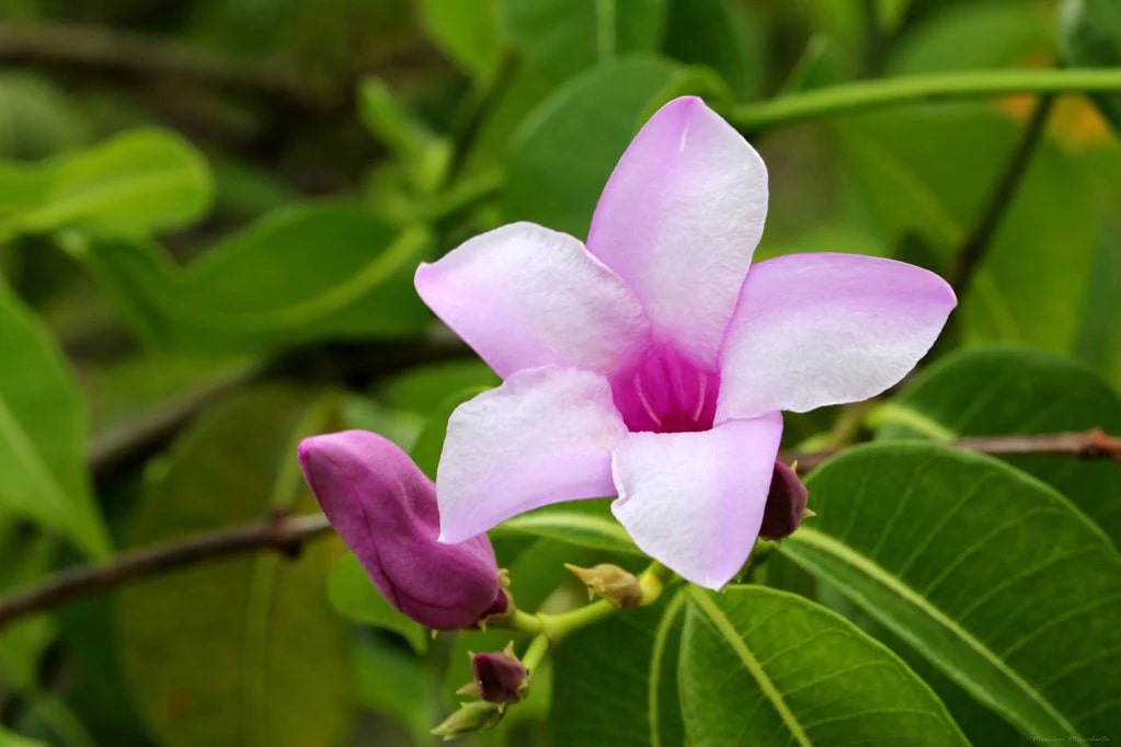 Cryptostegia Flower Seeds for Planting – Heirloom Non-GMO Organic Garden Seeds, High Germination