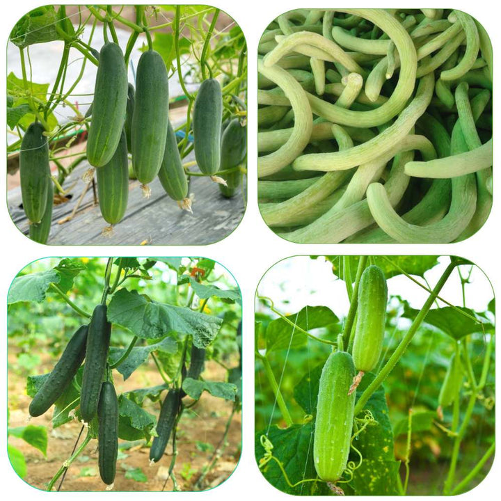 Vegetable Seeds,Garden seeds, Seeds For Planting,Plant Seeds