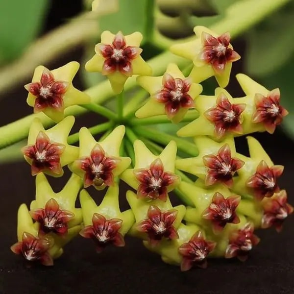 Yellow Maroon Hoya Flower Seeds for Planting – Bright Blooms, Heirloom, Non-GMO, High Germination Organic Garden Seeds