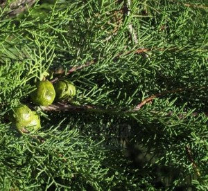 Green Cupressus Herb Seeds – Heirloom, Non-GMO Kitchen Garden Staple Seeds for Planting