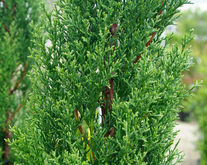 Green Cupressus Herb Seeds – Heirloom, Non-GMO Kitchen Garden Staple Seeds for Planting