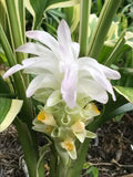 Curcuma Longa Flower Seeds for Planting – Heirloom, Non-GMO Bright Bloom Organic Garden Seeds