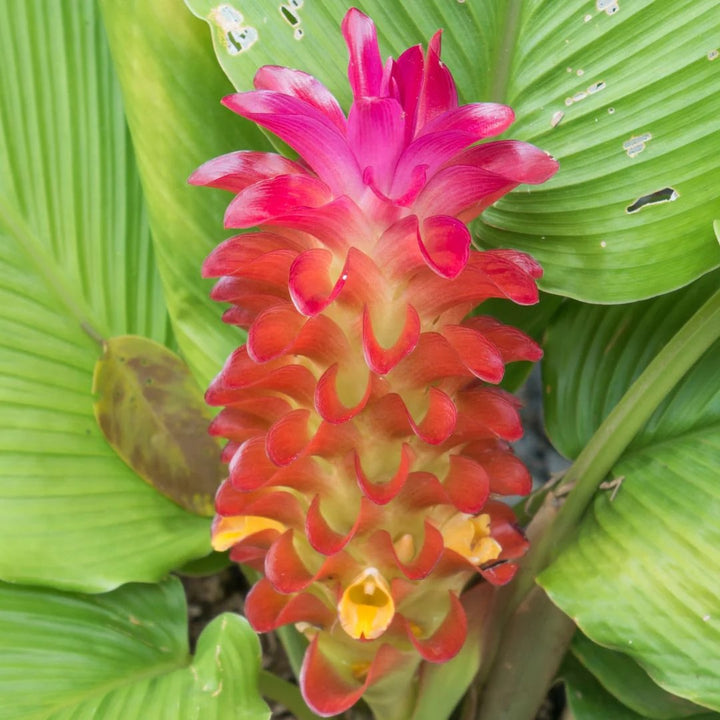 Red Curcuma Aeruginosa Flower Seeds for Planting – Hardy Heirloom Variety, GMO Free, Non-GMO