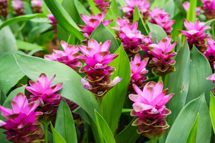 Curcuma Pink Flower Seeds for Planting – Heirloom, Non-GMO, High Germination, Vibrant Colors