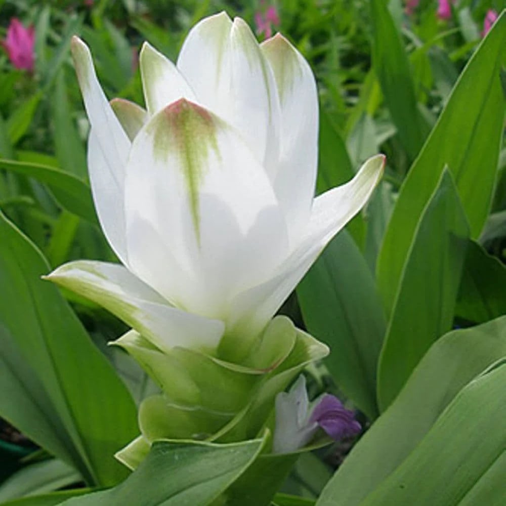 White Alismatifolia Flower Seeds for Planting | Heirloom Non-GMO High Germination Organic Garden Seeds