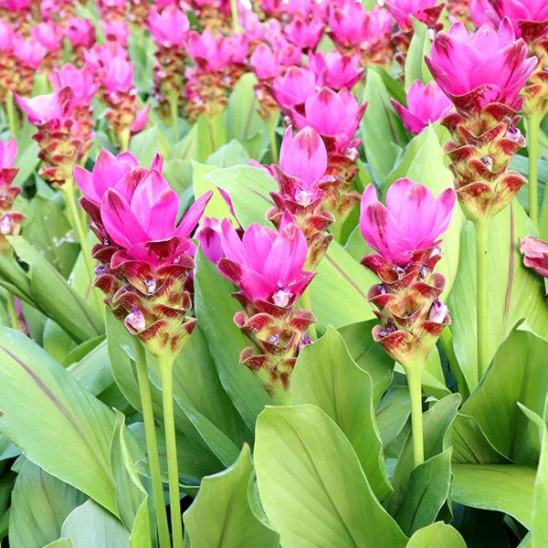 Pink Turmeric Flower Seeds (Curcuma) for Planting – Organic, Heirloom, Non-GMO Tropical Blooms for Garden & Landscaping