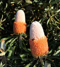 Banksia Flower Seeds for Planting – Heirloom, Non-GMO, High Germination Organic Garden Seeds