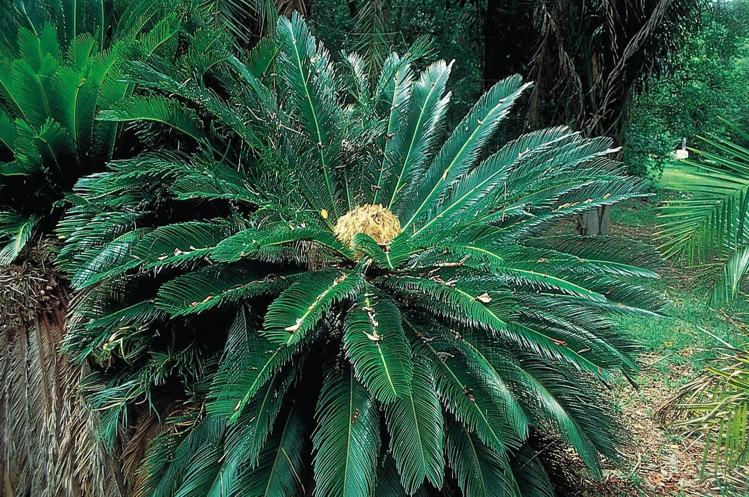 Green Cycads Flower Seeds for Planting - Heirloom, Non-GMO, High Germination Organic Garden Seeds