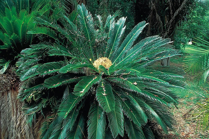 Green Cycads Flower Seeds for Planting - Heirloom, Non-GMO, High Germination Organic Garden Seeds